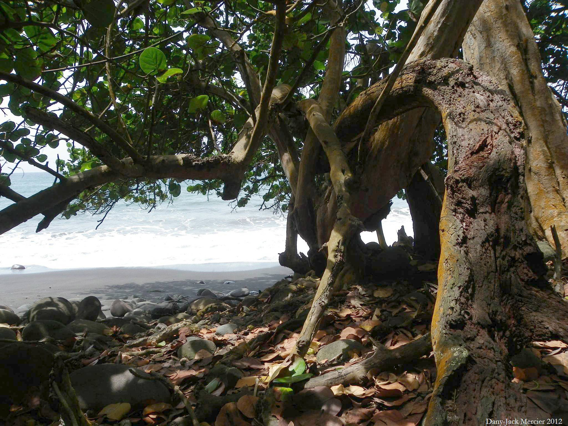 caribbean guadeloupe tree trunk free photo
