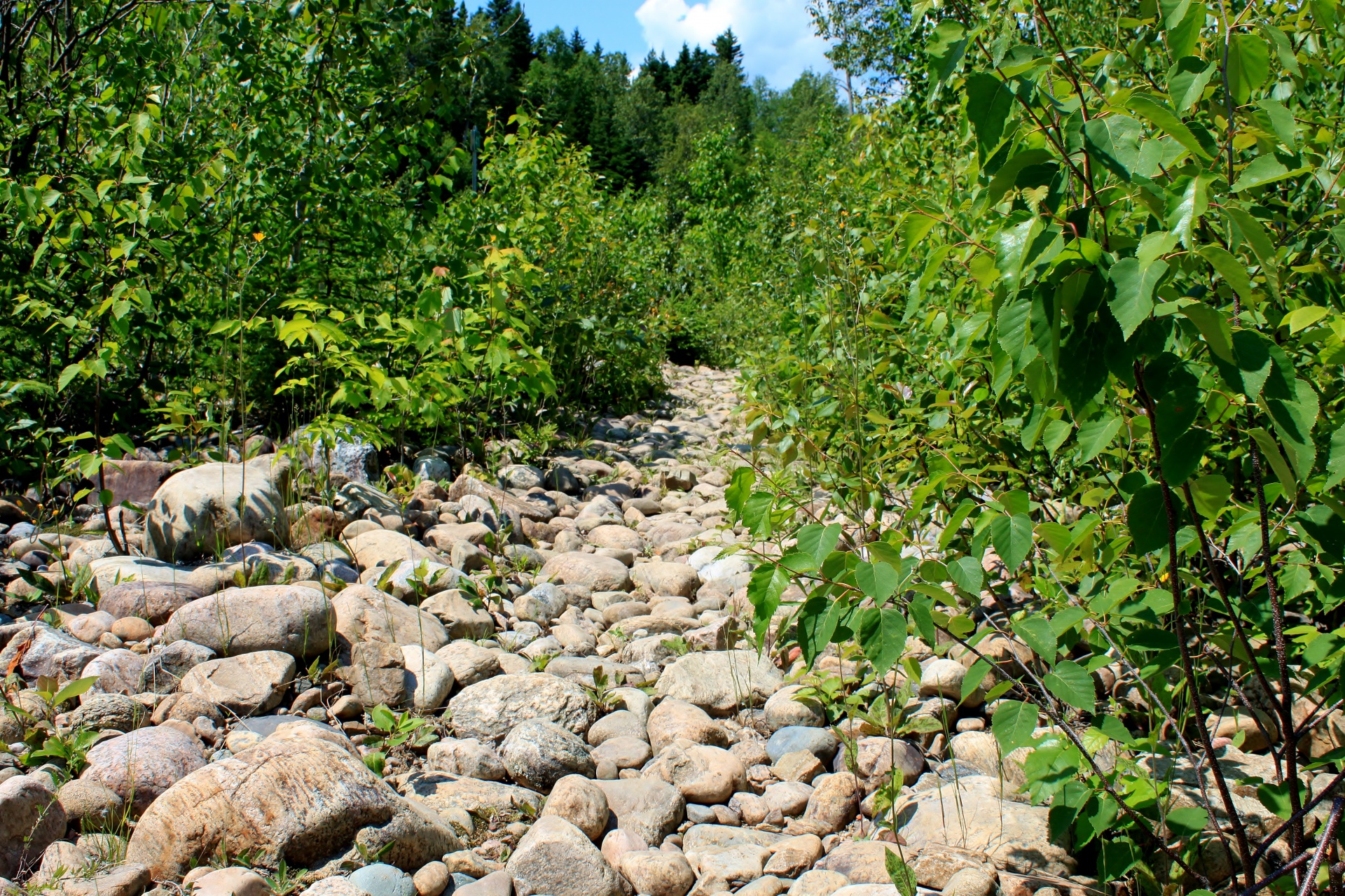 trail rock path free photo