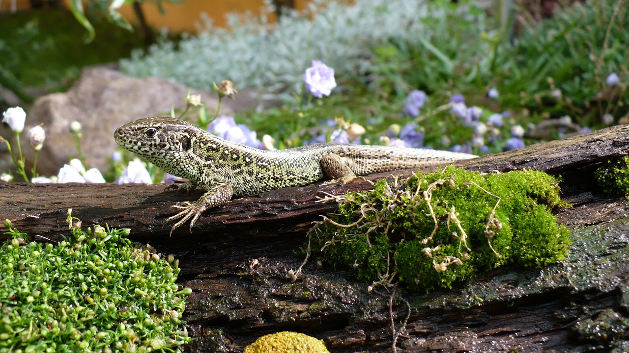 sentry overview sand lizard free photo