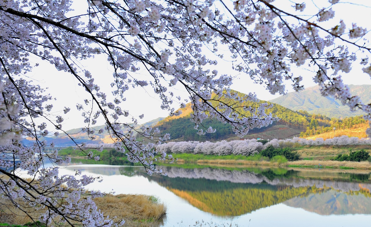 seomjin spring cherry blossom free photo