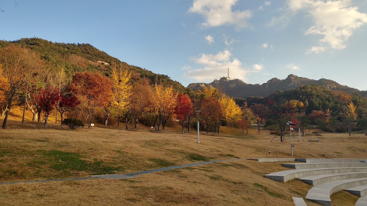 seoul  autumn  willow country free photo