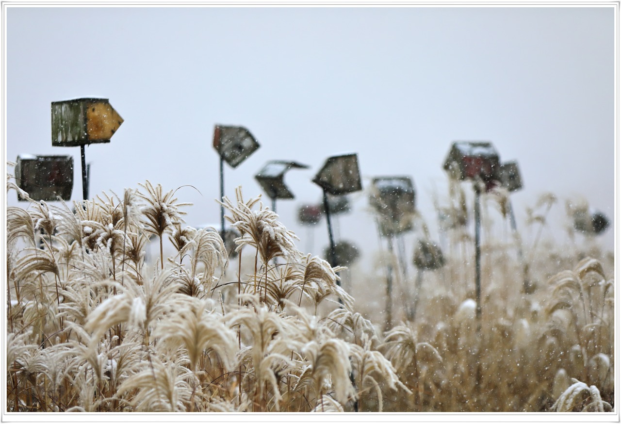 seoul  sky park  snow temperature day free photo