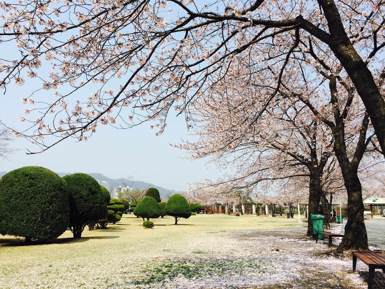 seoul gwacheon horse free photo