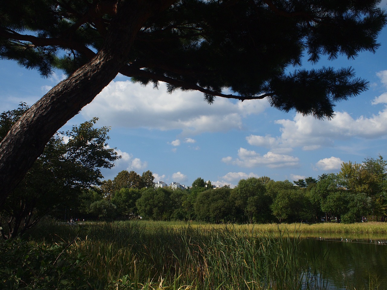 seoul forest forest lake free photo