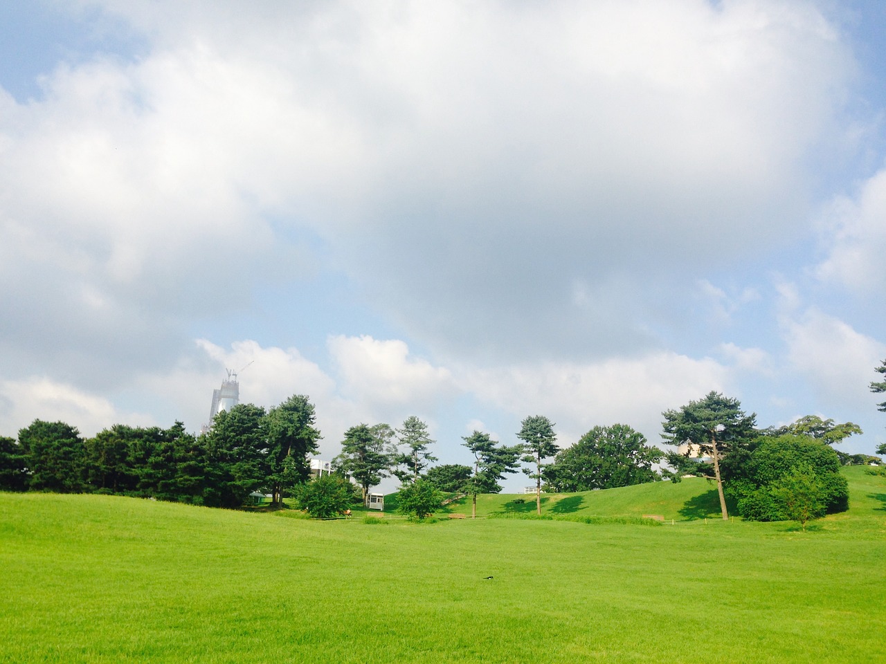 seoul olympic park olympic park alone tree free photo