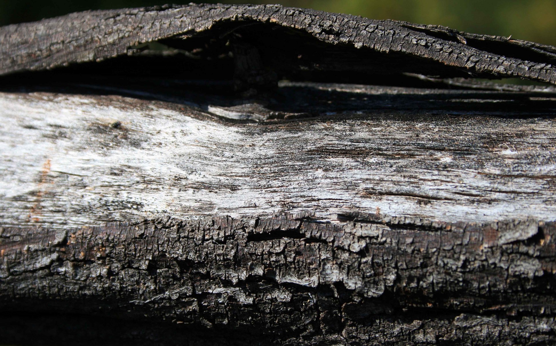 wood stump dead free photo