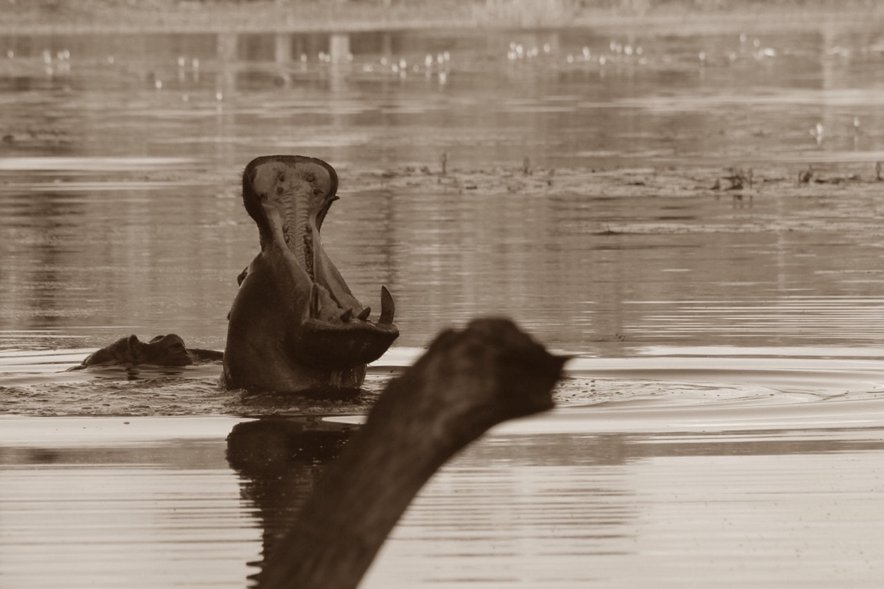 sepia  hippo  africa free photo