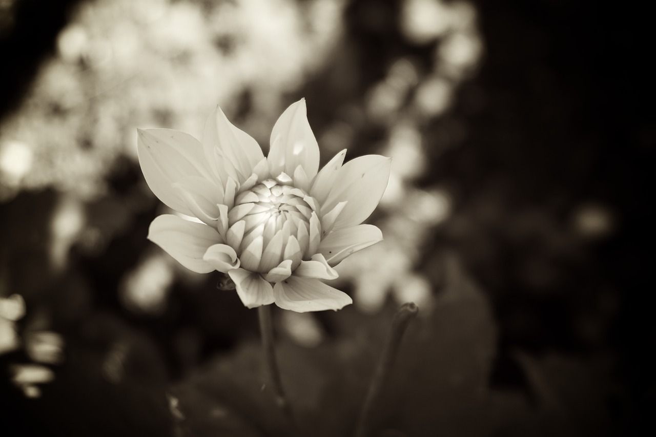 sepia old fashioned mood free photo