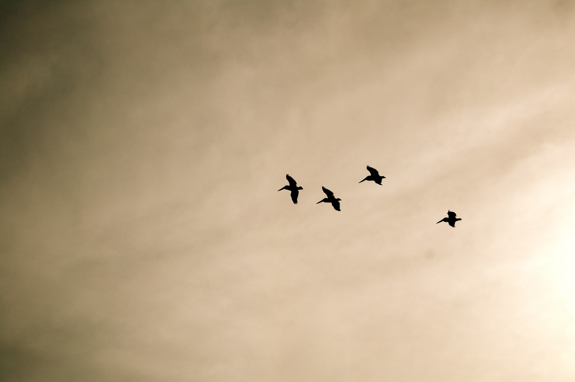 seagulls sky birds free photo