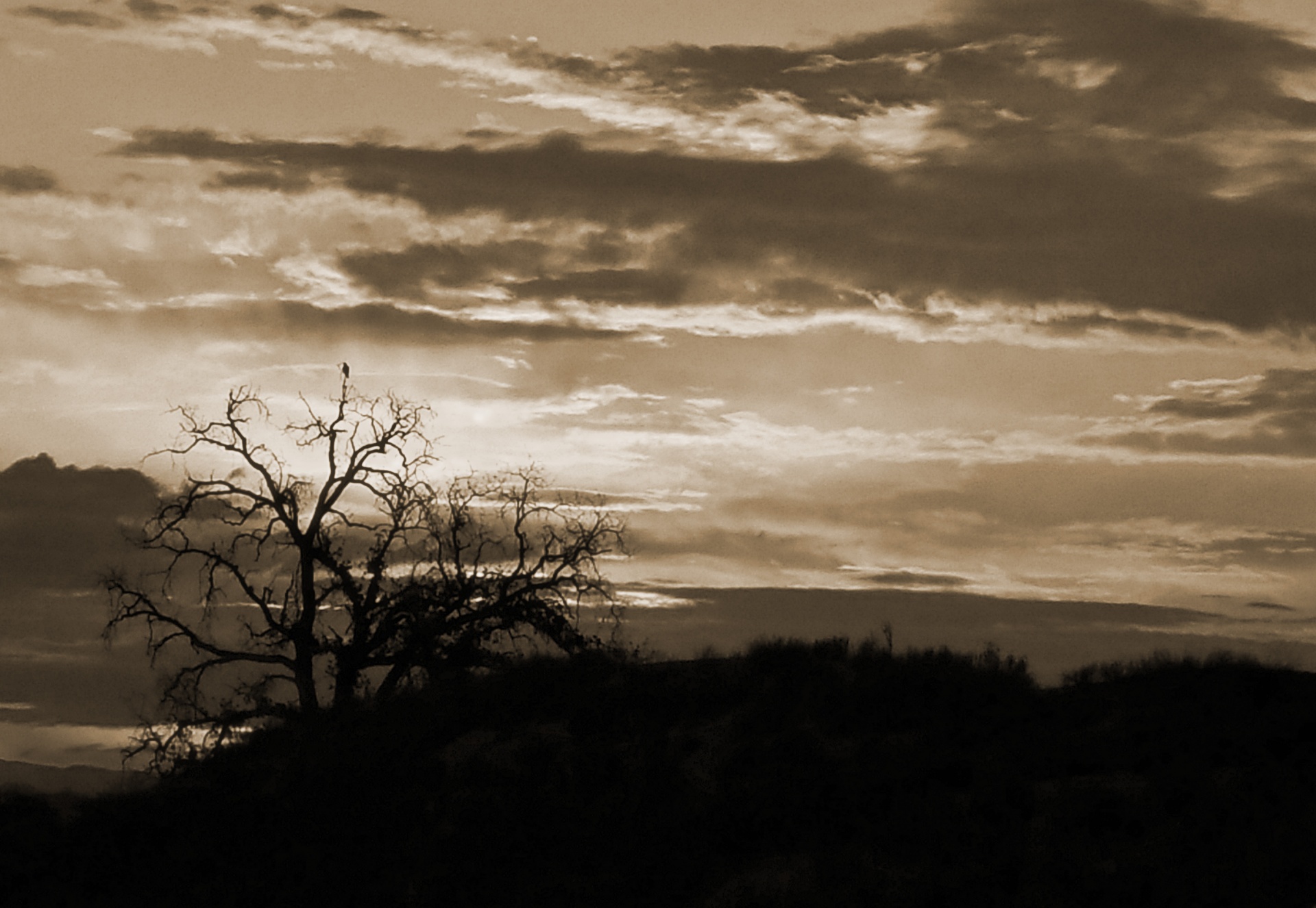 sunset sepia ad free photo