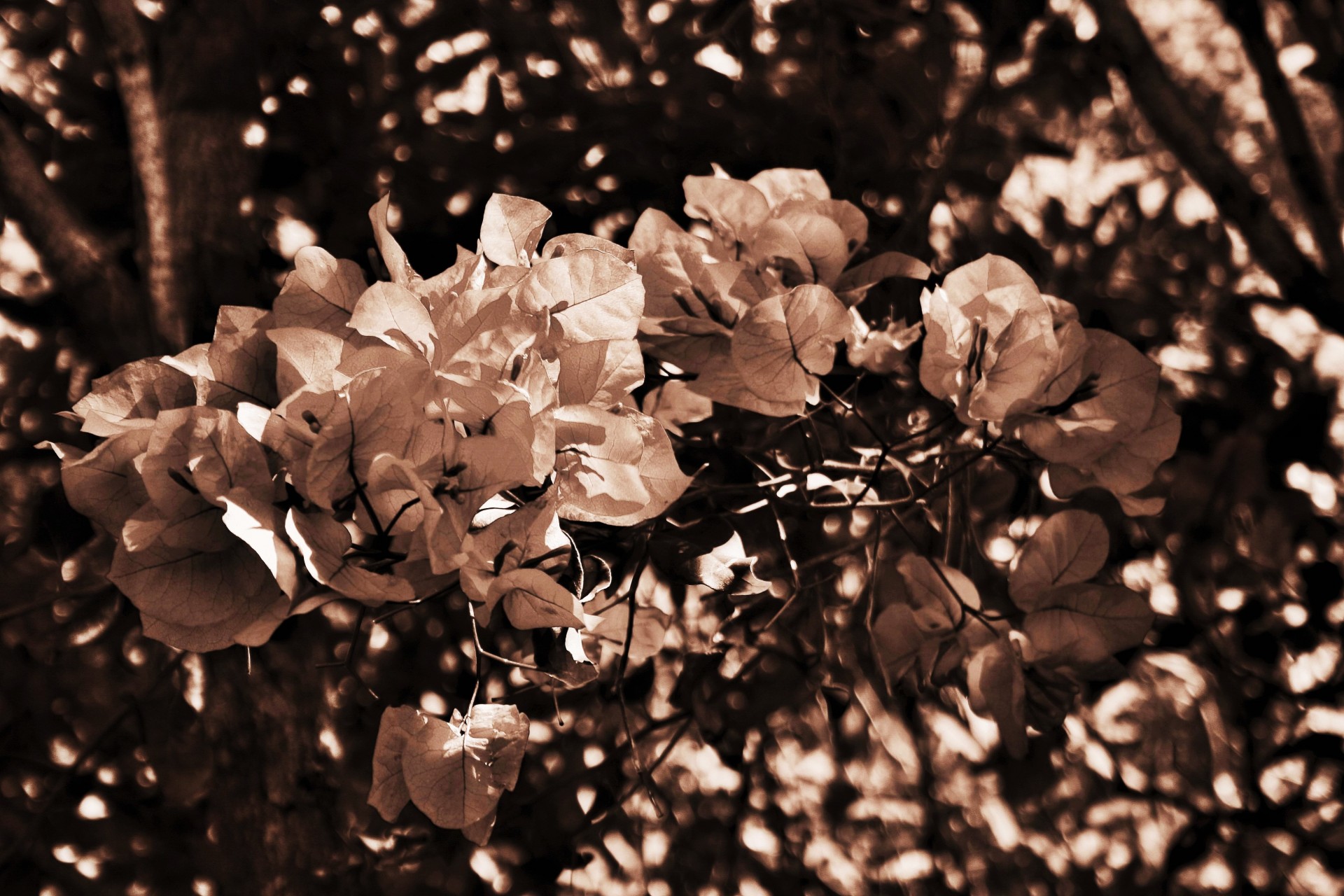 flowers tinted sepia free photo