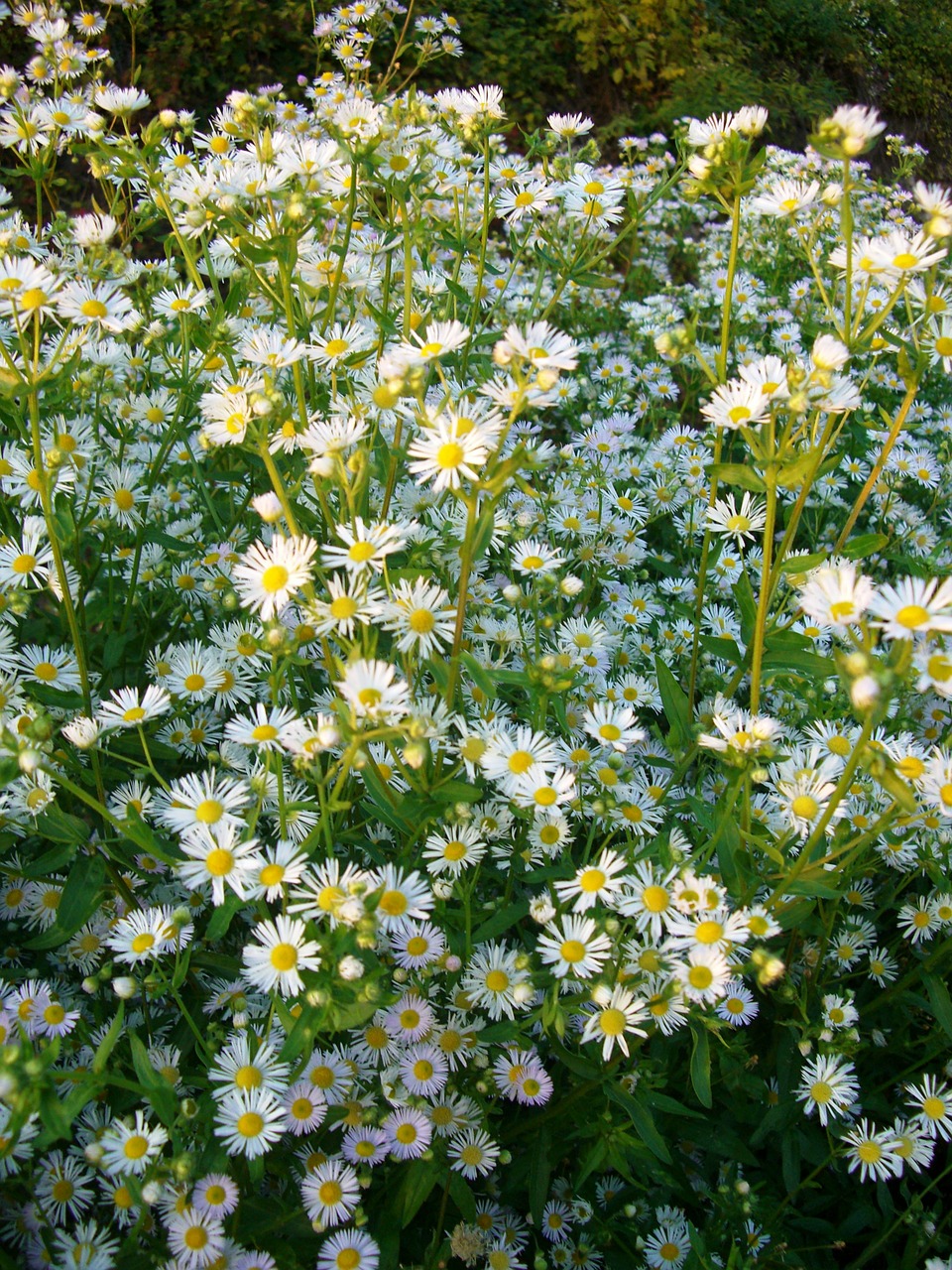 september herb blossom bloom free photo