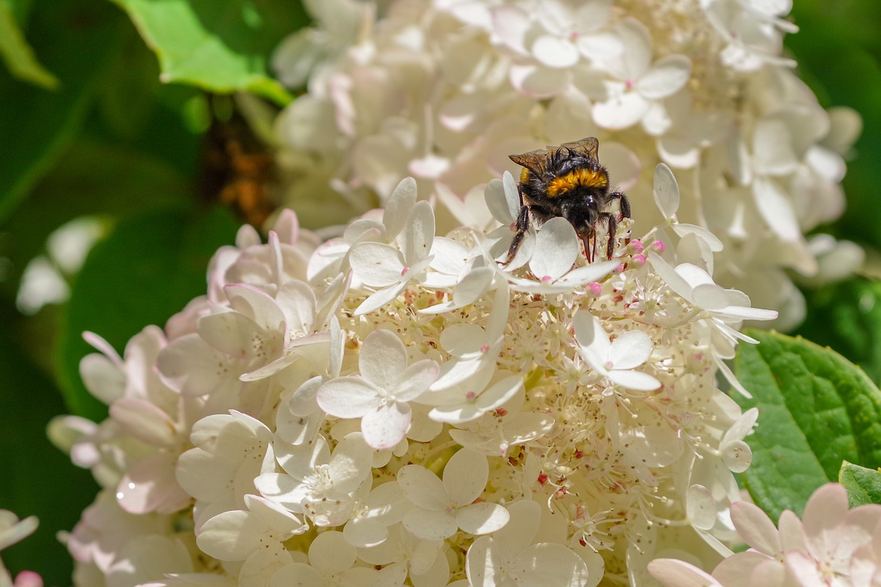 september hydrangea  bumble-bee  summer free photo