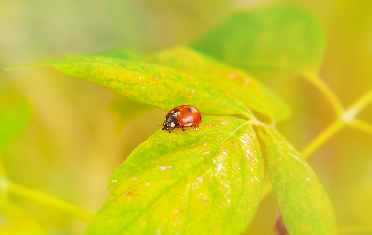 septempunctata  insect  the beetles free photo