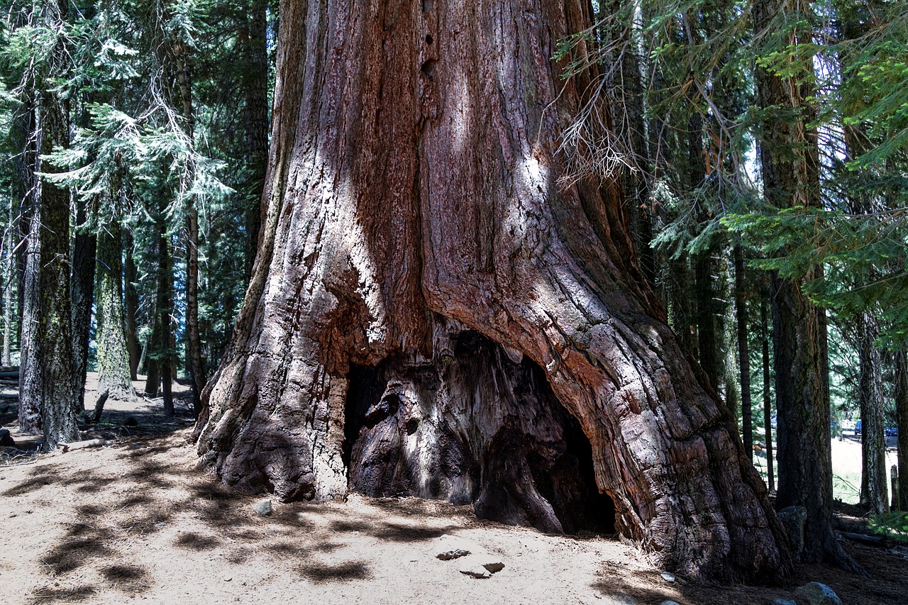 Sequoia (genus)