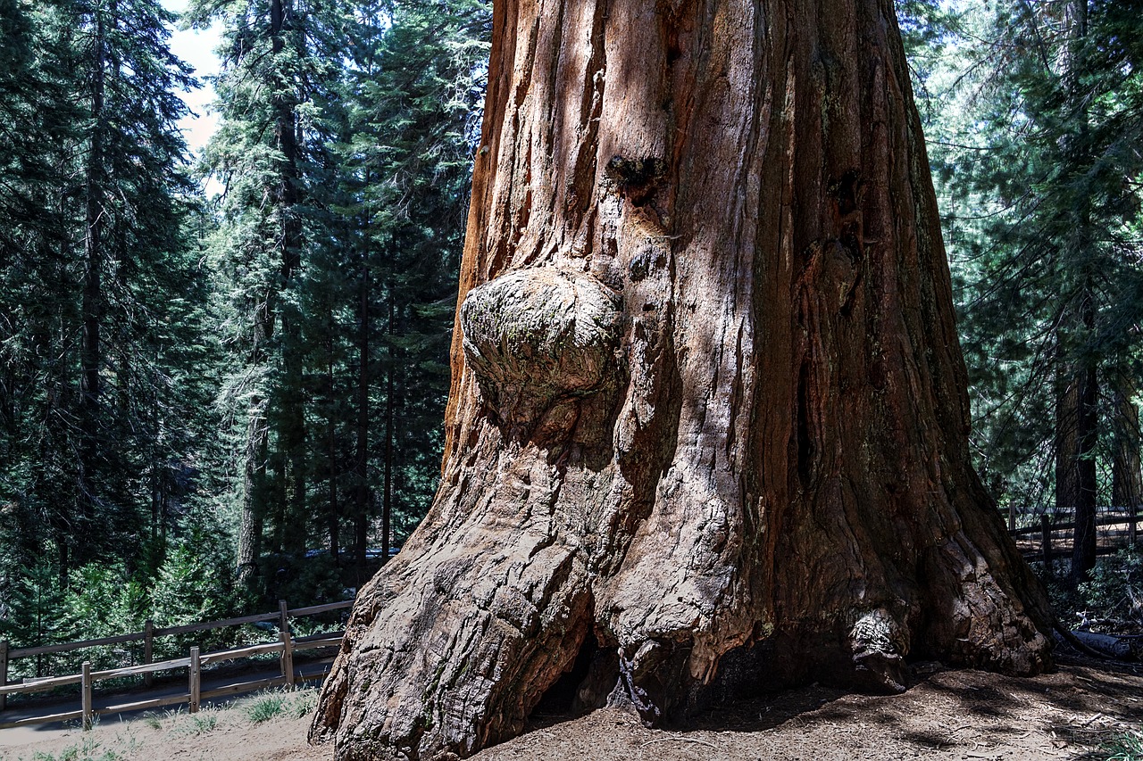 sequioa tree sequioa national park california free photo