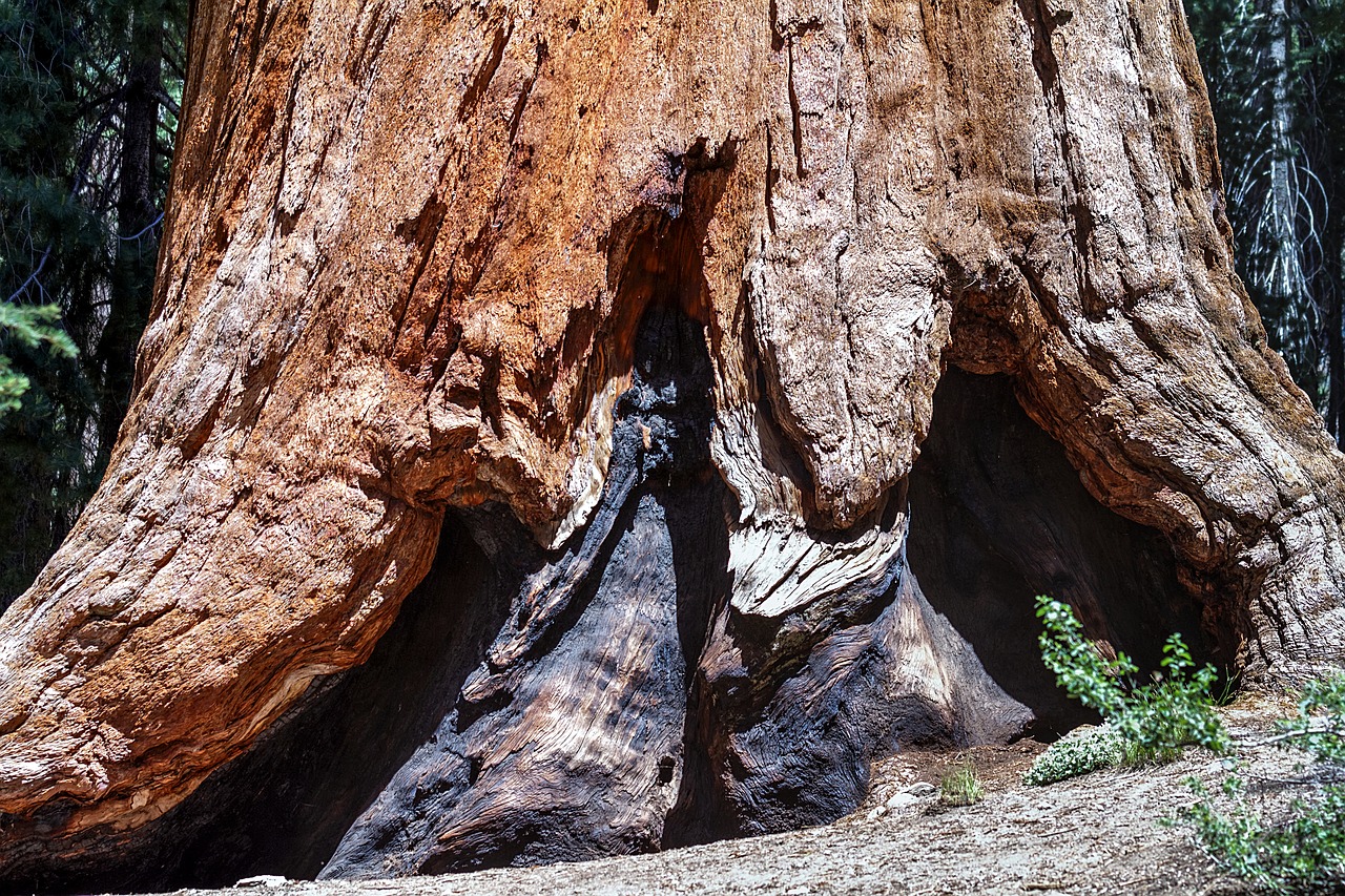 sequioa tree sequioa national park california free photo