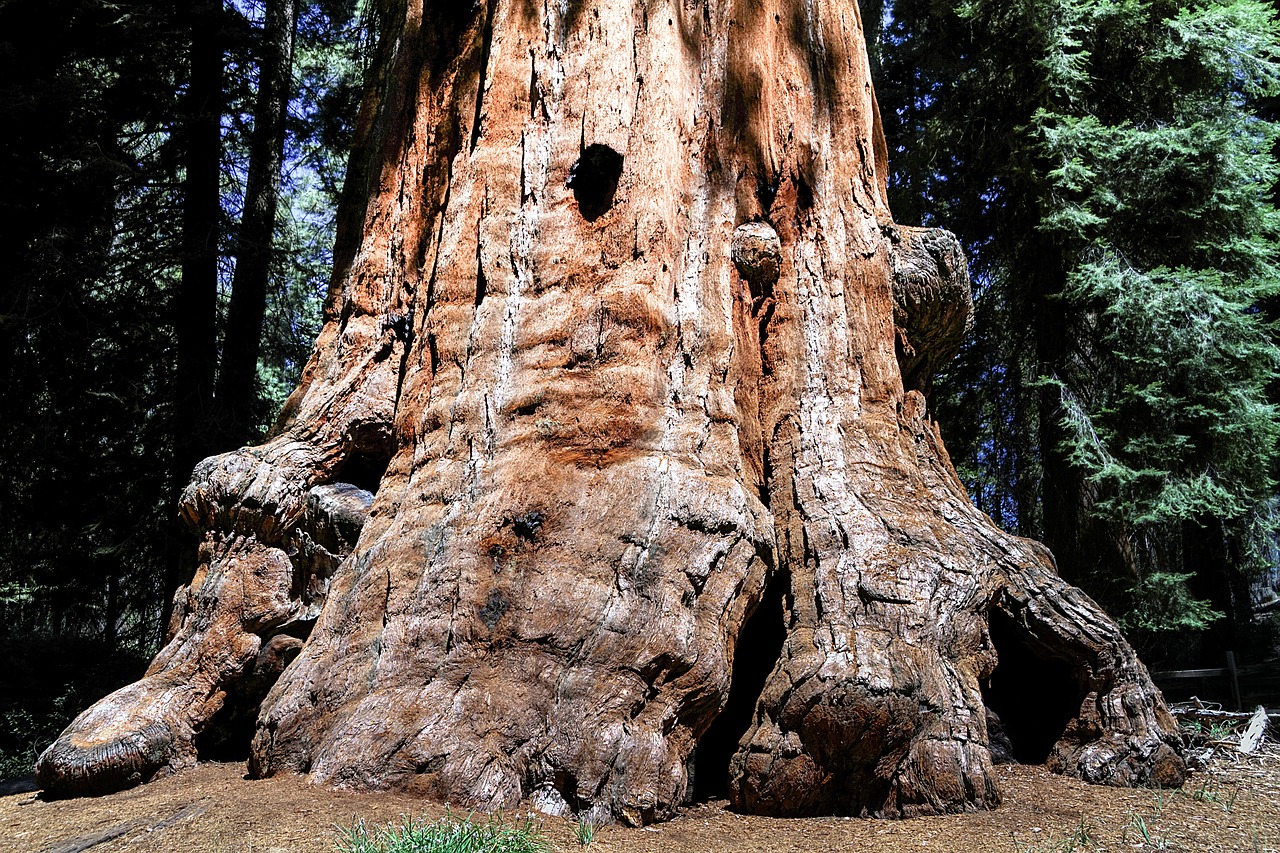 sequioa tree sequioa national park california free photo