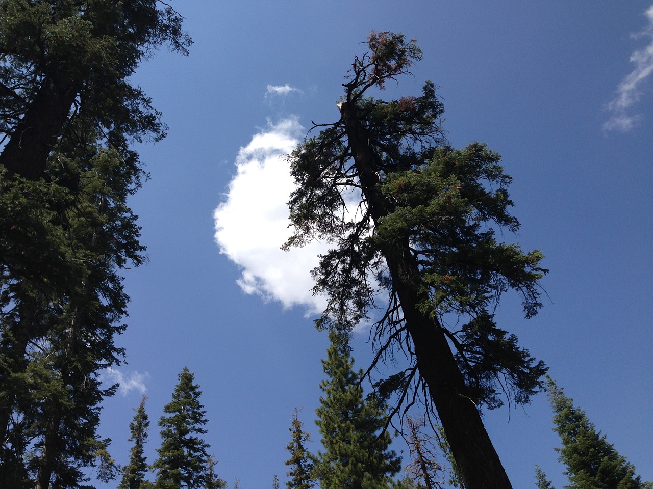 sequoia park national free photo