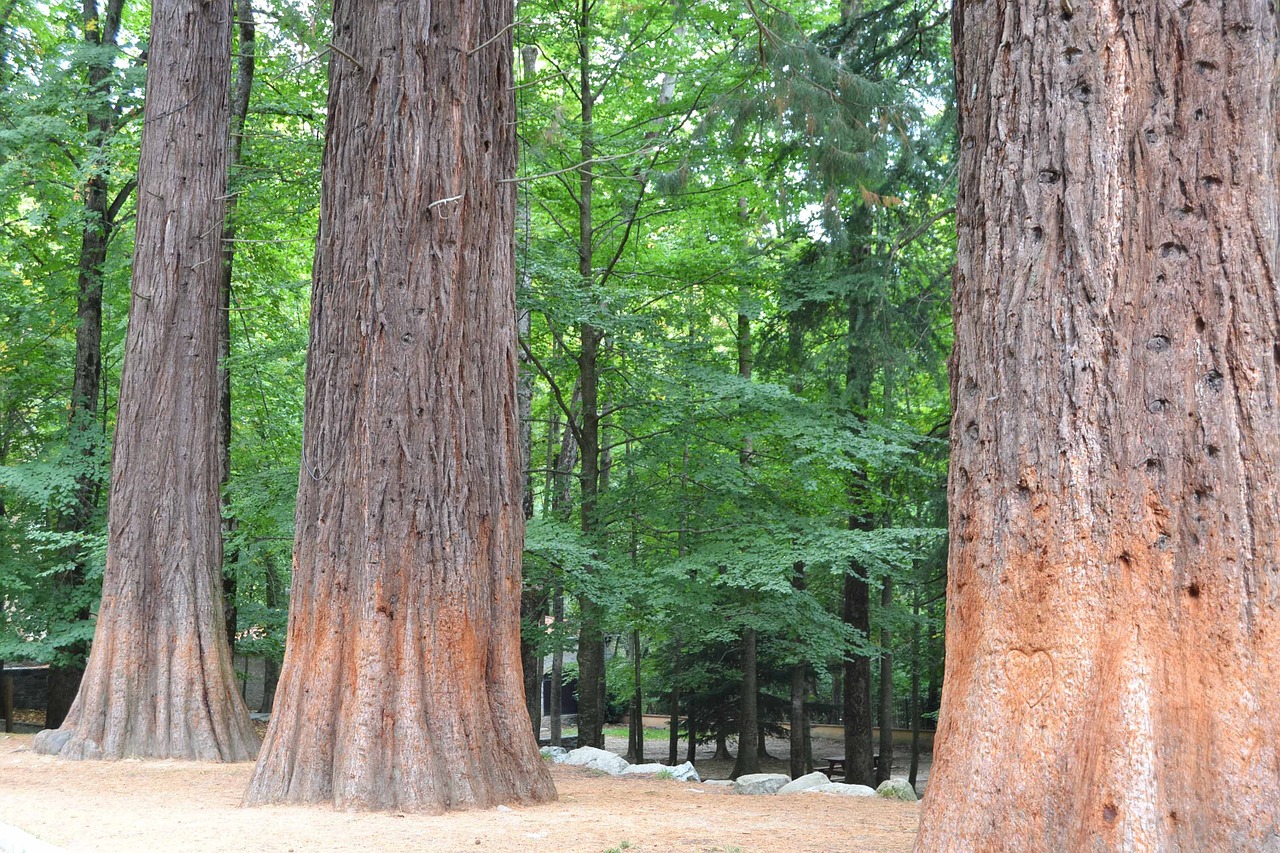sequoia tree green free photo