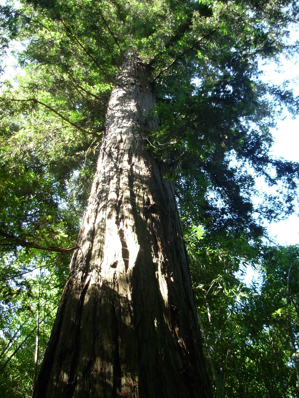 sequoia tree nature free photo