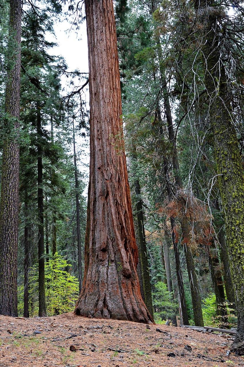 sequoia usa yosemite park free photo