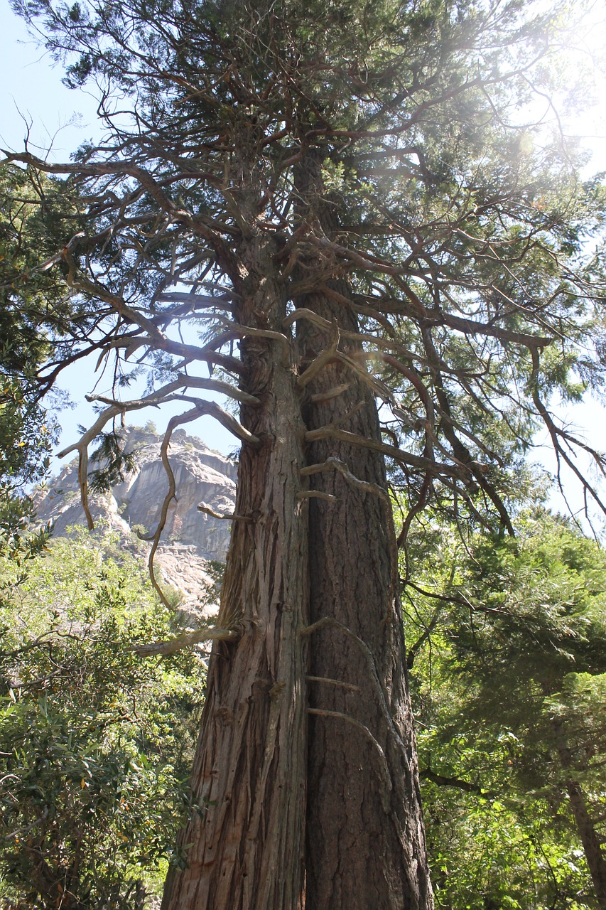 sequoia tree forest free photo