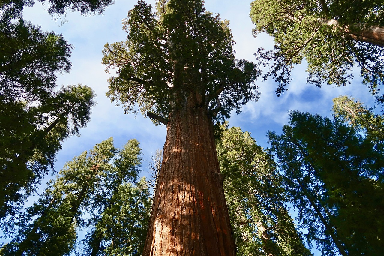 sequoia giant sequoia sequoia national park free photo