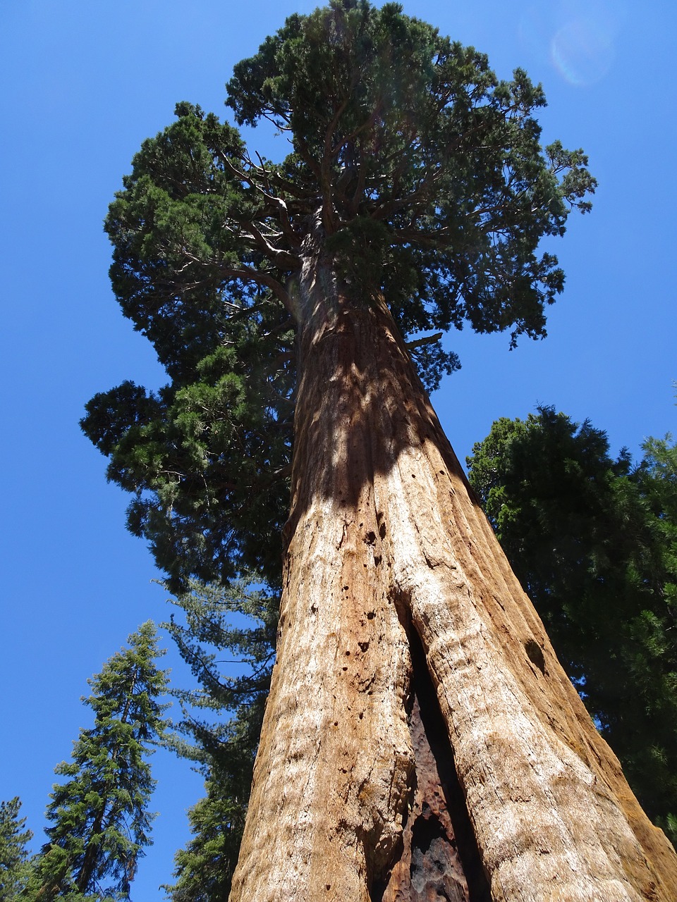 sequoia sequoia national forest tree free photo