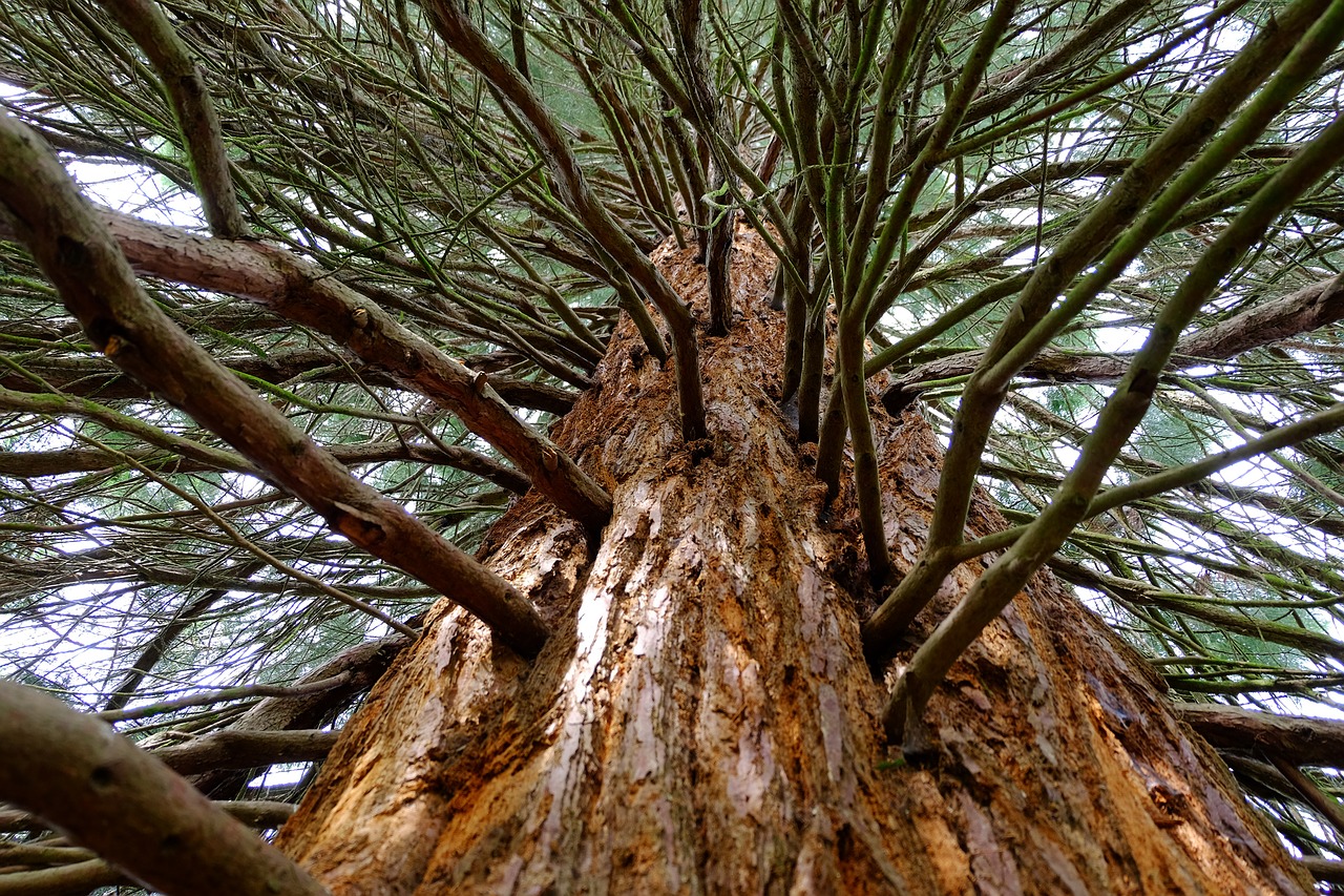 sequoia tree large free photo