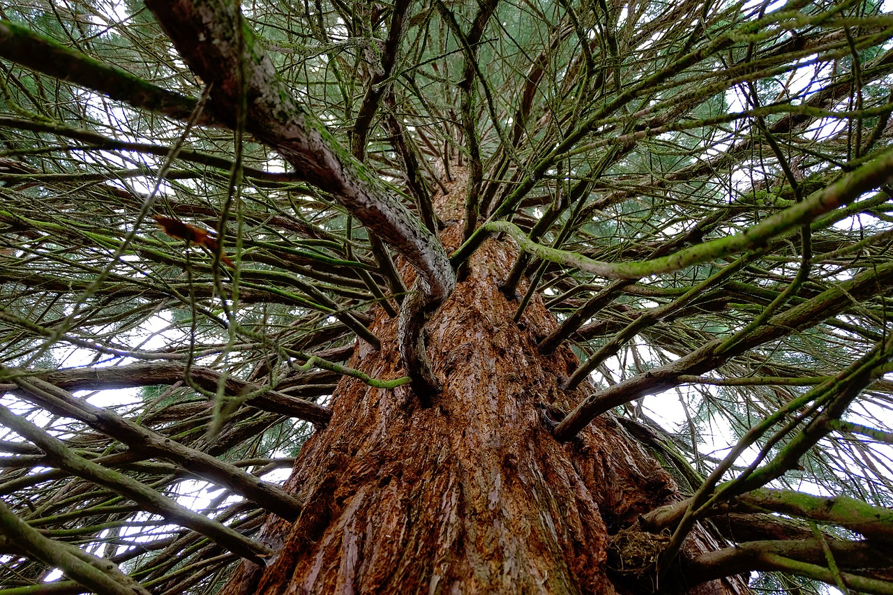 sequoia tree large free photo