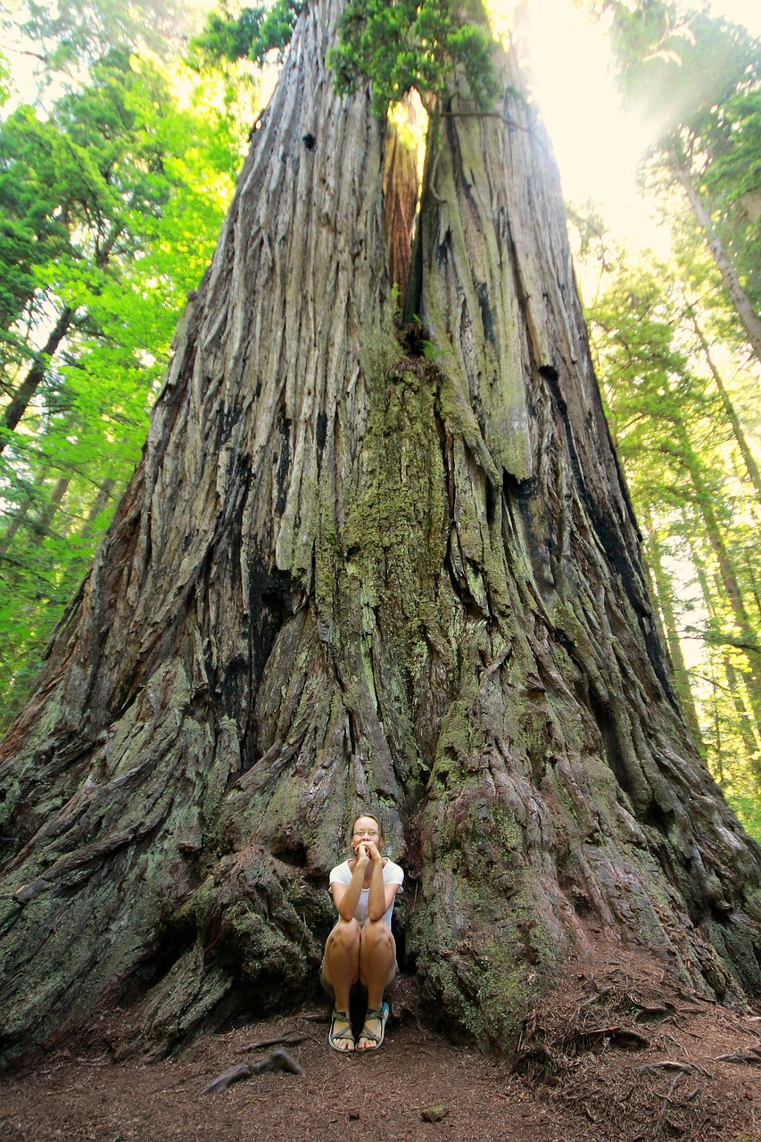 sequoia redwood giant redwood free photo