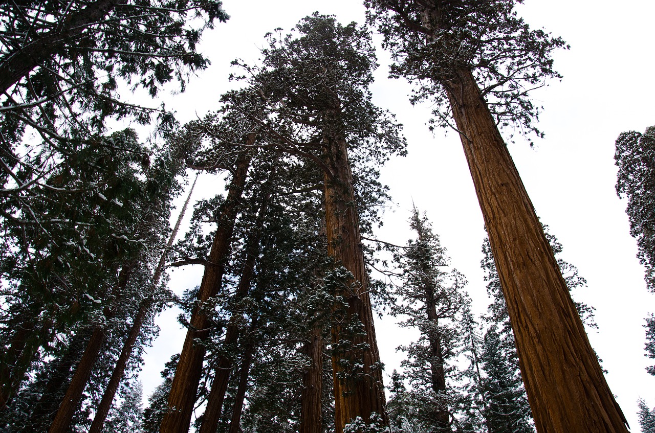 sequoia  snow  grey free photo