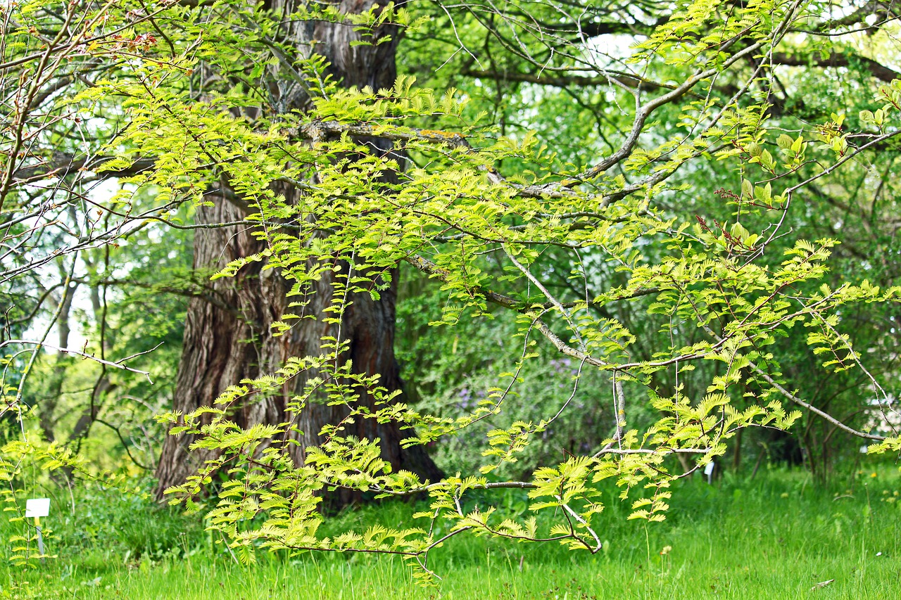 sequoia  old tree  tribe free photo