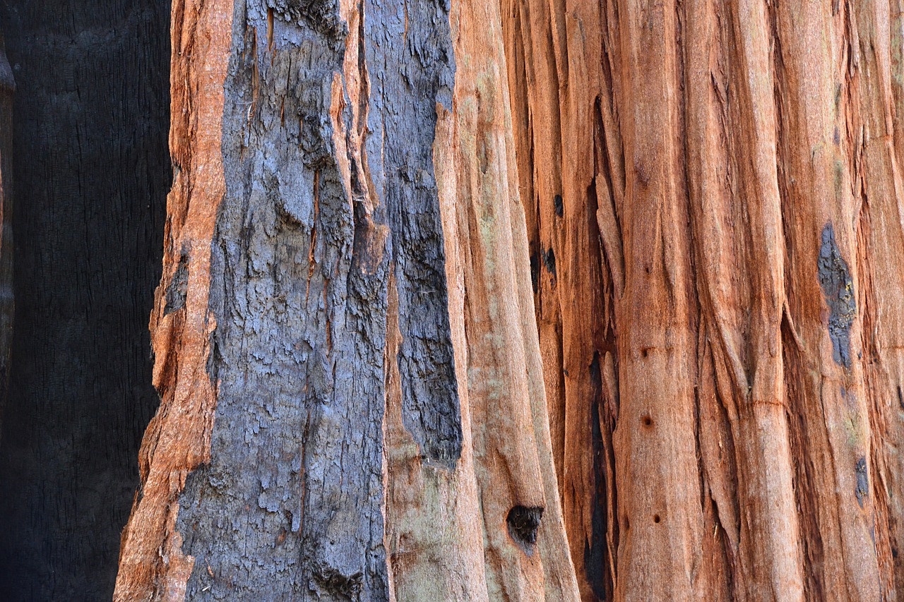 sequoia tree bark free photo