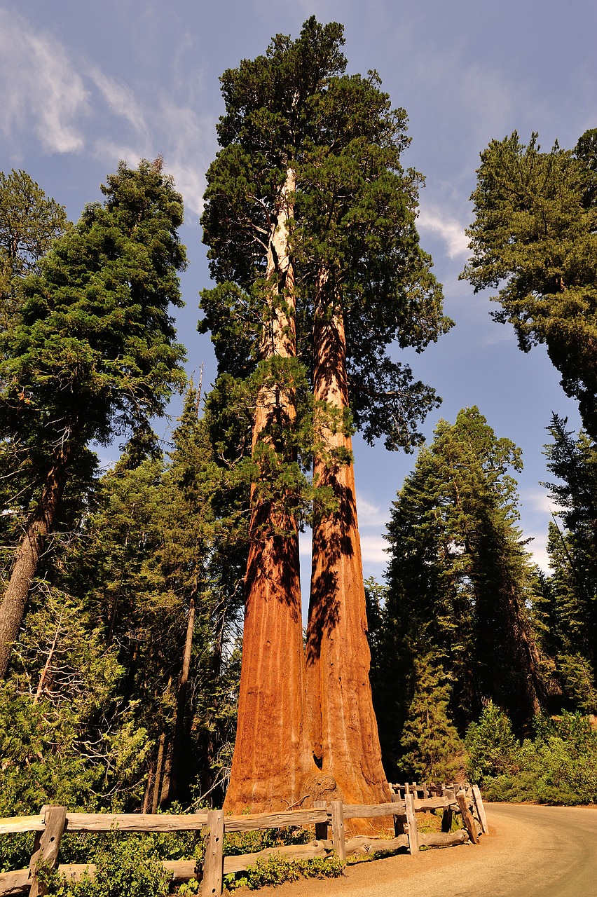 sequoia usa national park free photo