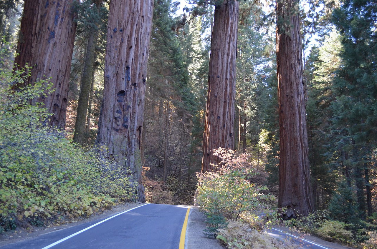 sequoia national park free photo
