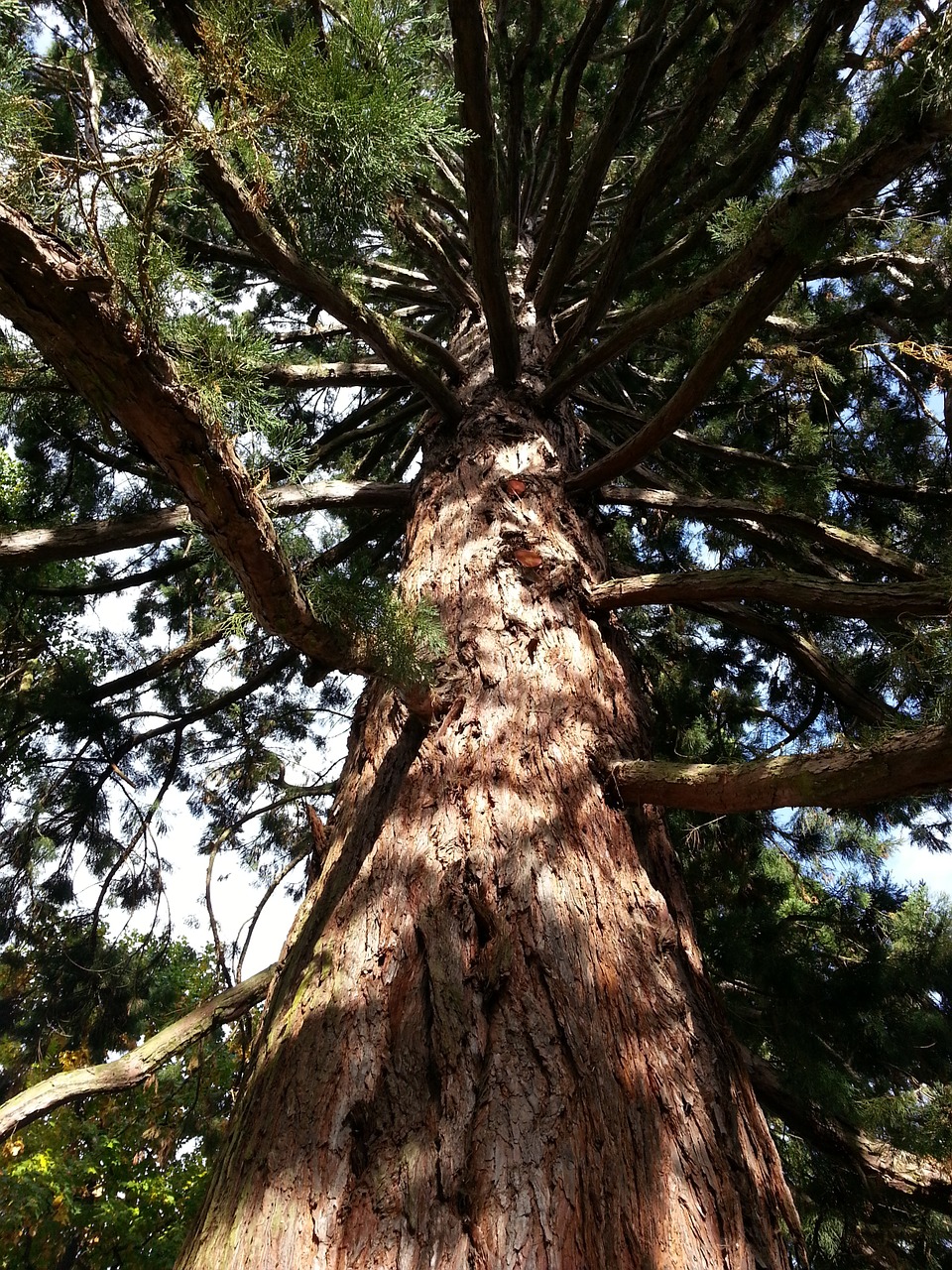 sequoia tree branches free photo