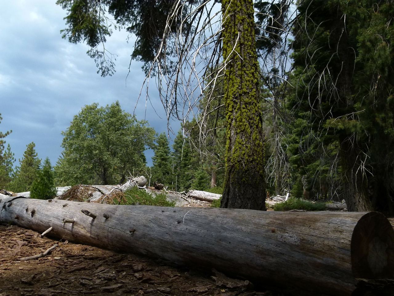 sequoia national park california usa free photo