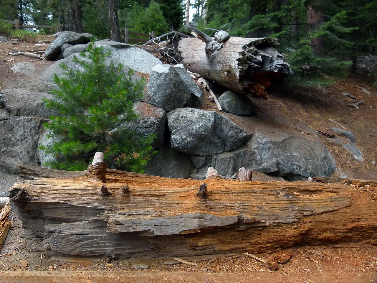 sequoia national park rotten wood rocks free photo