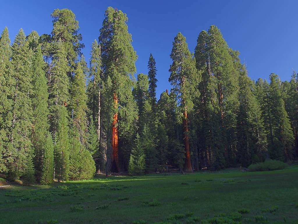 sequoia trees sequoia california free photo