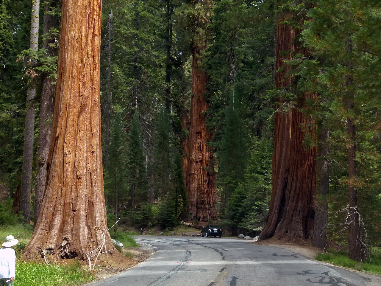 sequoia trees sequoia national free photo