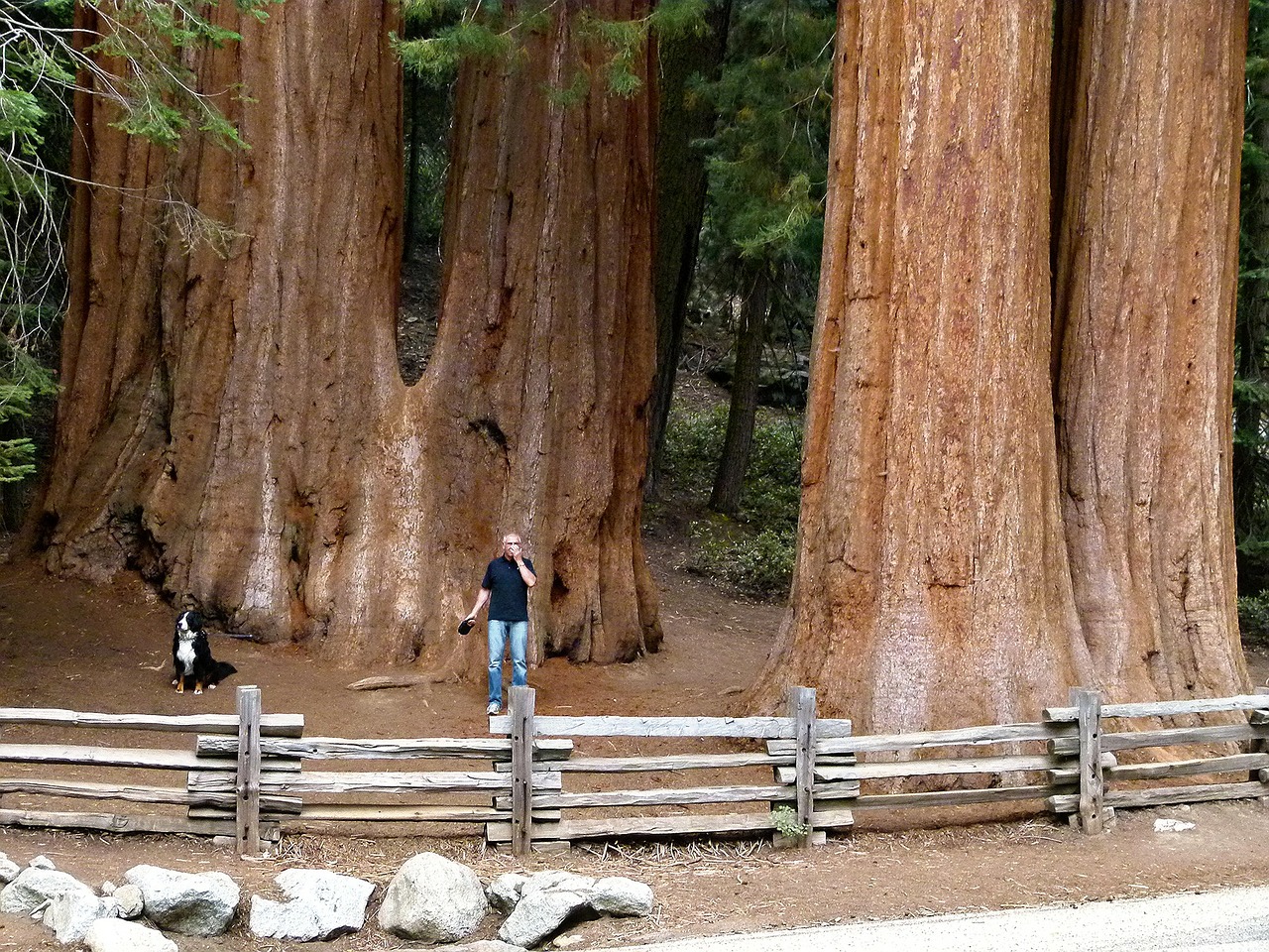 sequoia trees sequoia wood free photo