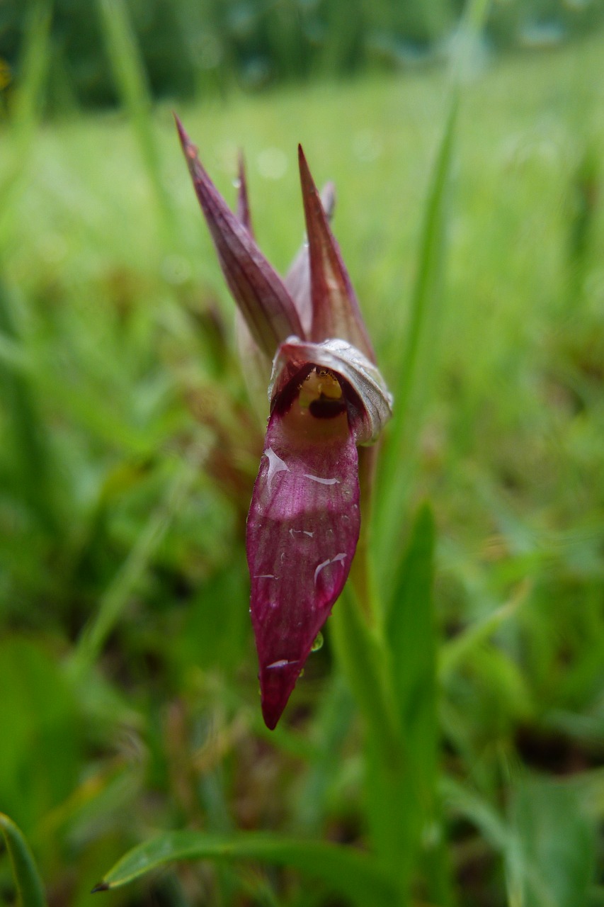 sérapias orchid orchidaceae free photo