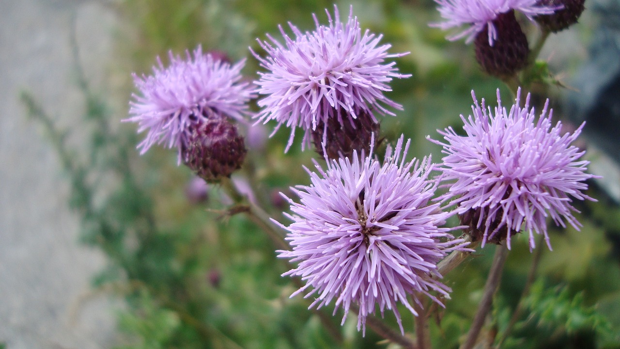 serene purple flower free photo