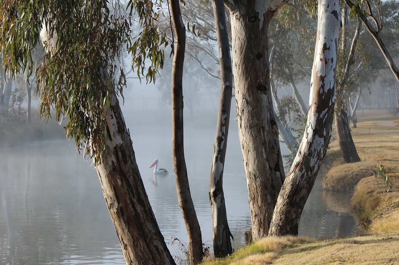 serene  water  tranquillity free photo