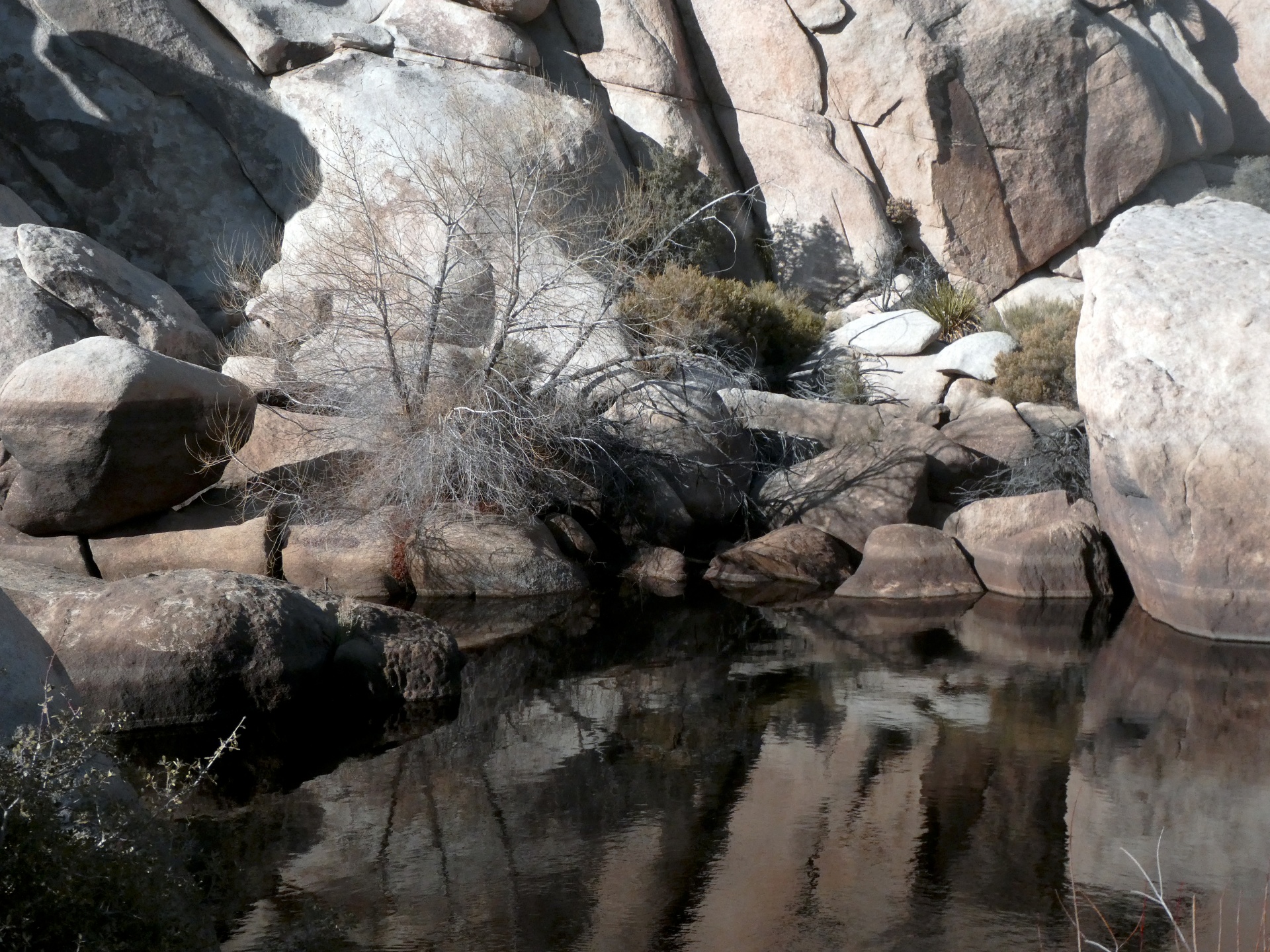 desert joshua tree dam free photo