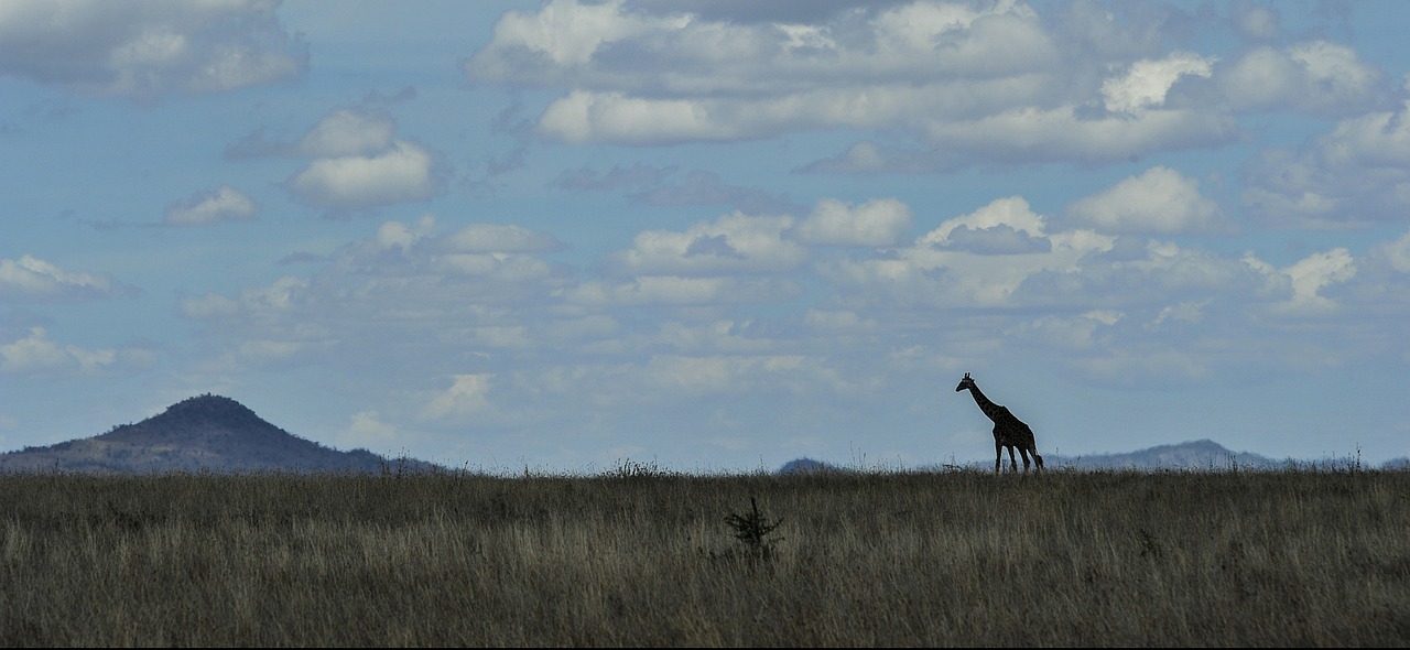 serengeti skyline giraffe free photo