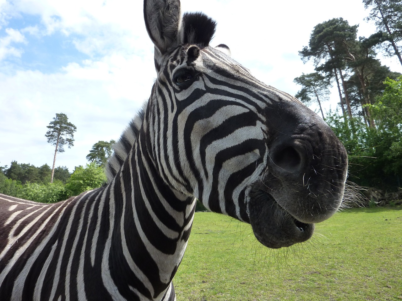 serengeti park zebra curious free photo