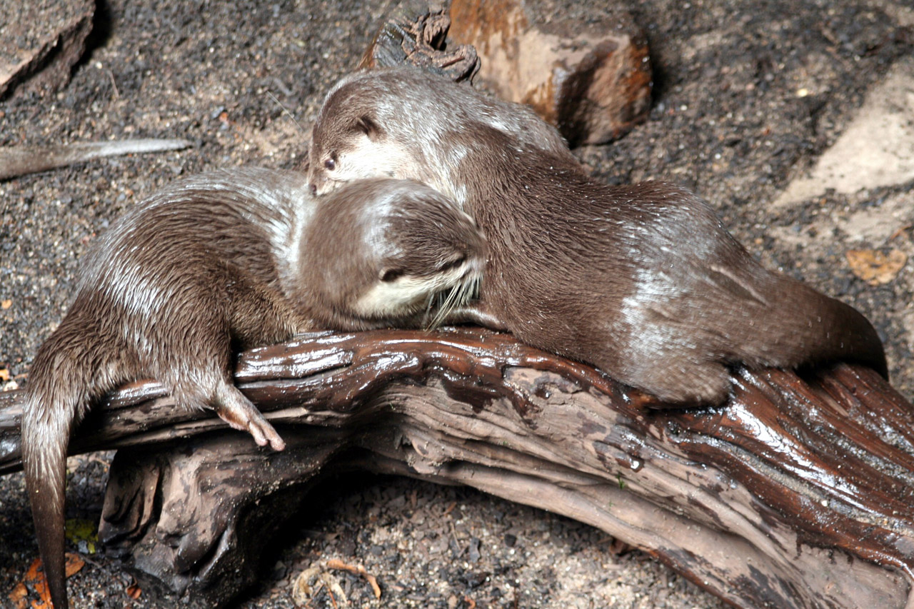 clawed otter short free photo